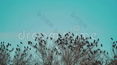 鸟儿啼叫蓝天秋天从树上起飞。 一群乌鸦，黑鸟，生活方式，干树。 鸟鸟